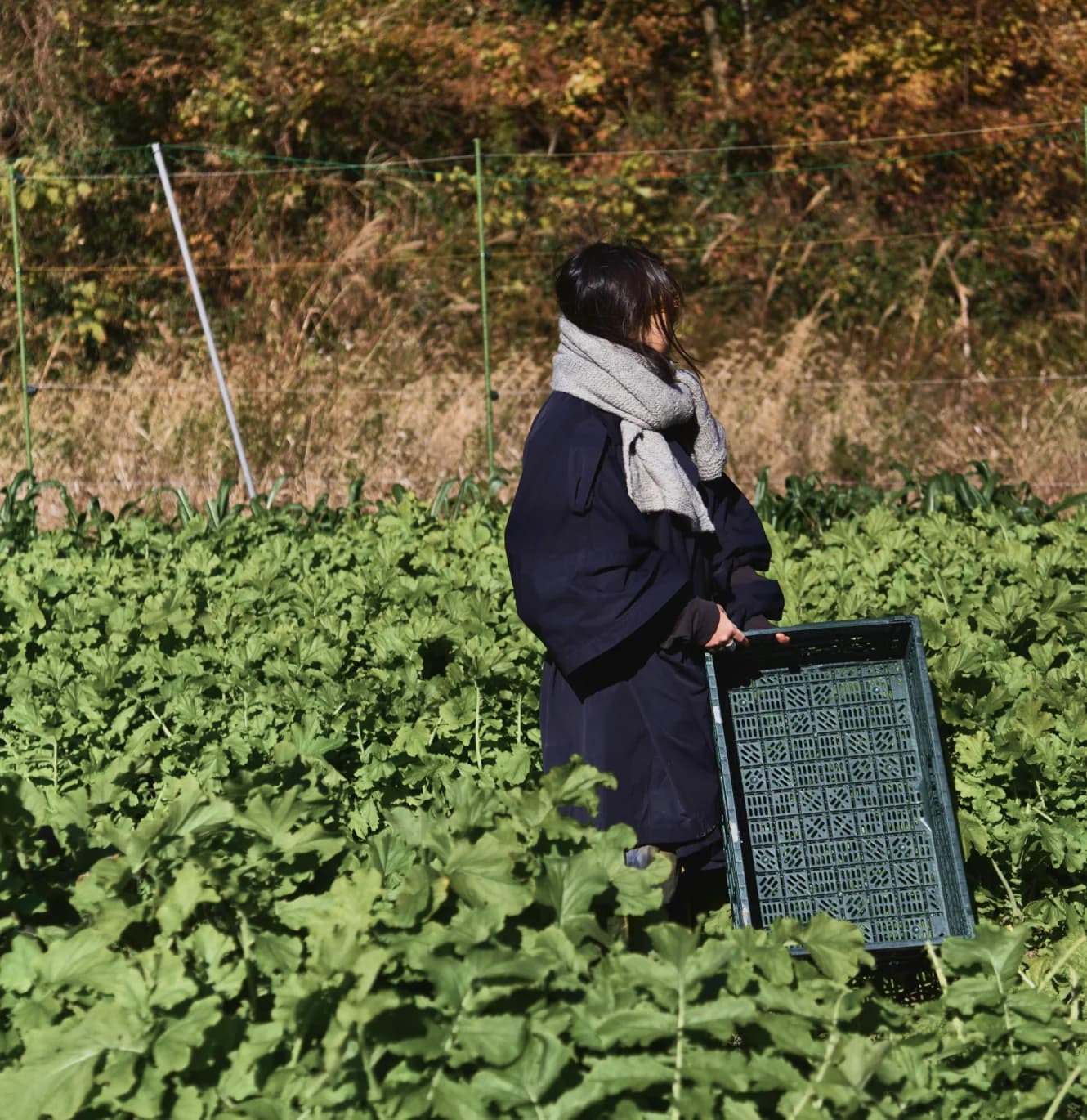 Harvesting leafy greens at a farm